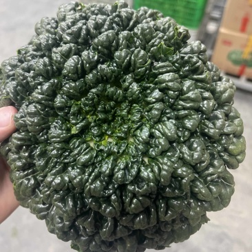 精品黑塔菜，千亩基地长期供应，质量问题包退换