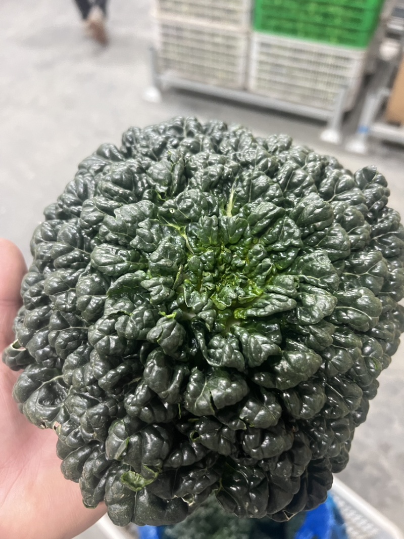 精品黑塔菜，千亩基地长期供应，质量问题包退换