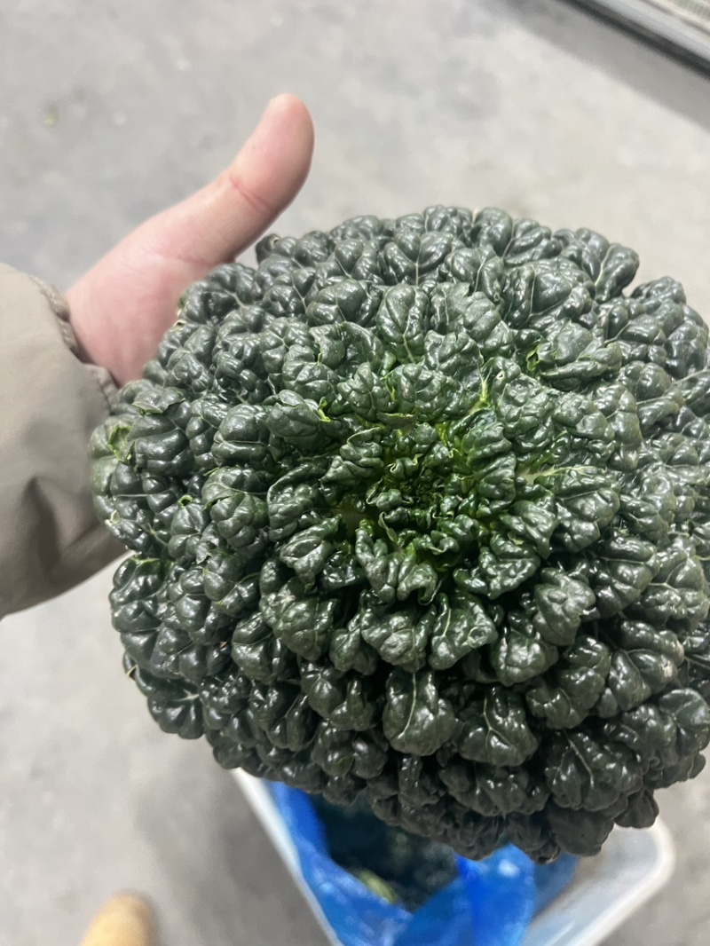 精品黑塔菜，千亩基地长期供应，质量问题包退换
