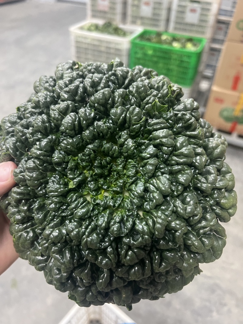 精品黑塔菜，千亩基地长期供应，质量问题包退换