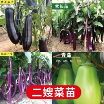 江苏高产茄子秧苗/紫长茄子苗/杭茄苗紫圆茄苗/青茄苗盆栽