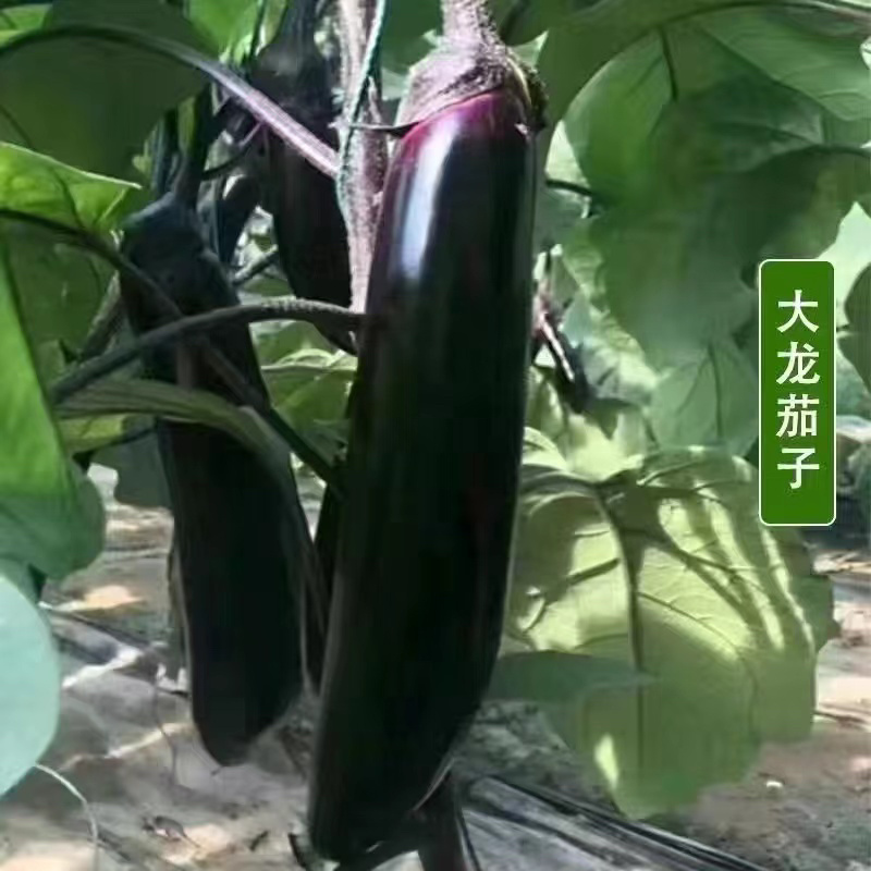 江苏高产茄子秧苗/紫长茄子苗/杭茄苗紫圆茄苗/青茄苗盆栽