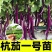 江苏高产茄子秧苗/紫长茄子苗/杭茄苗紫圆茄苗/青茄苗盆栽