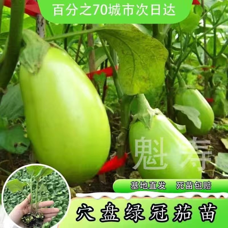 江苏高产茄子秧苗/紫长茄子苗/杭茄苗紫圆茄苗/青茄苗盆栽