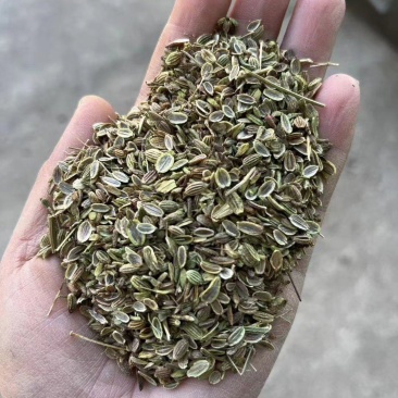 防风籽，药材种植，防风种子，基地发芽率高