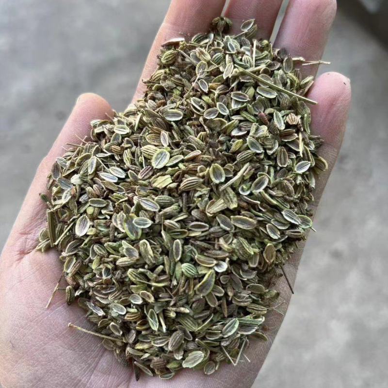 防风籽，药材种植，防风种子，基地发芽率高