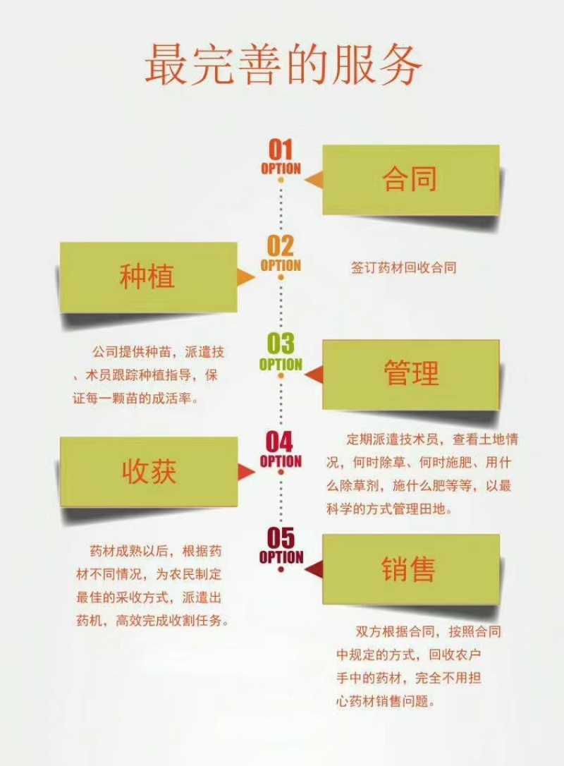 防风籽，药材种植，防风种子，基地发芽率高