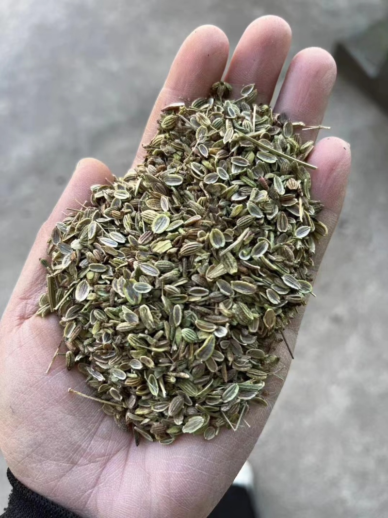 防风籽，药材种植，防风种子，基地发芽率高