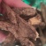 虎掌草干货中药材量大从优欢迎选购！