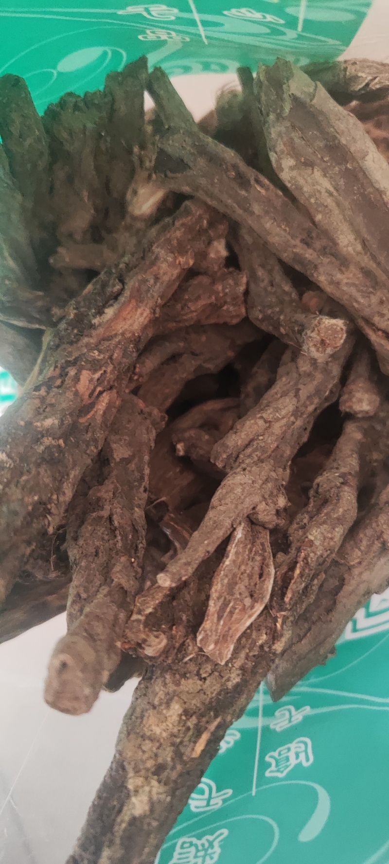虎掌草干货中药材量大从优欢迎选购！