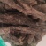 虎掌草干货中药材量大从优欢迎选购！