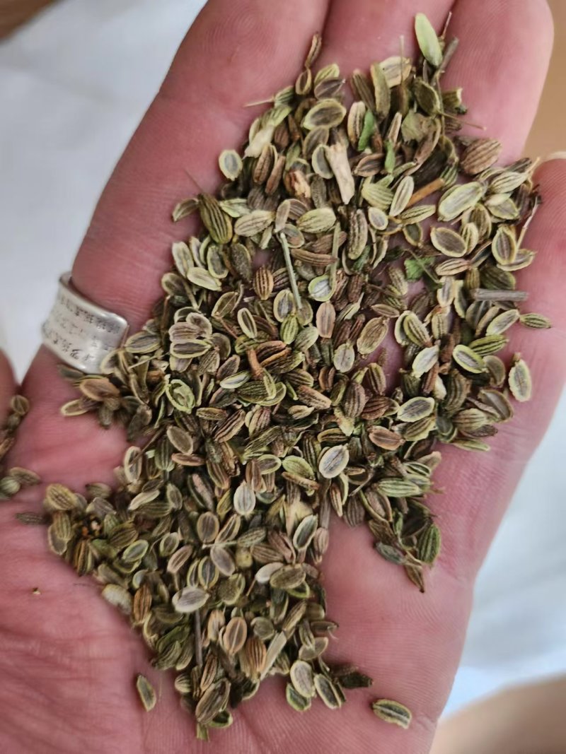 防风籽，药材种植，防风种子，基地发芽率高