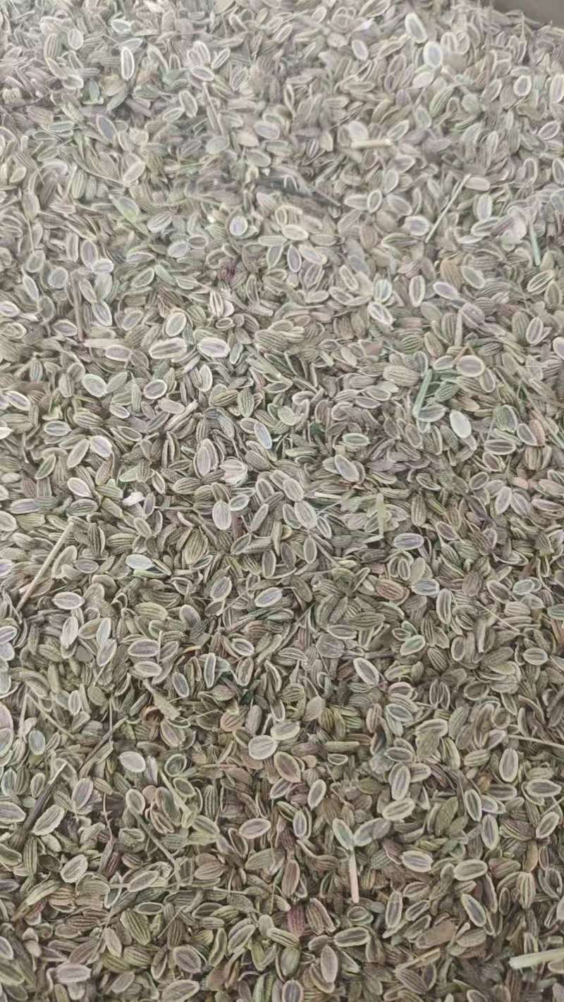 防风籽，药材种植，防风种子，基地发芽率高