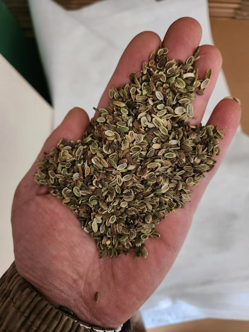 防风籽，药材种植，防风种子，基地发芽率高