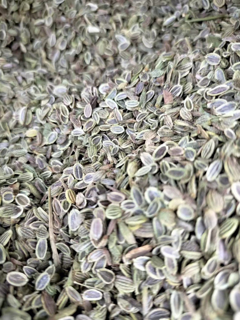 防风籽，药材种植，防风种子，基地发芽率高