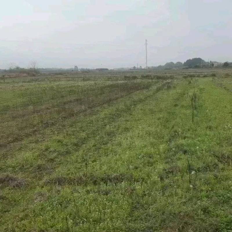湖南衡阳2000亩农村集体土地旱地出租流转