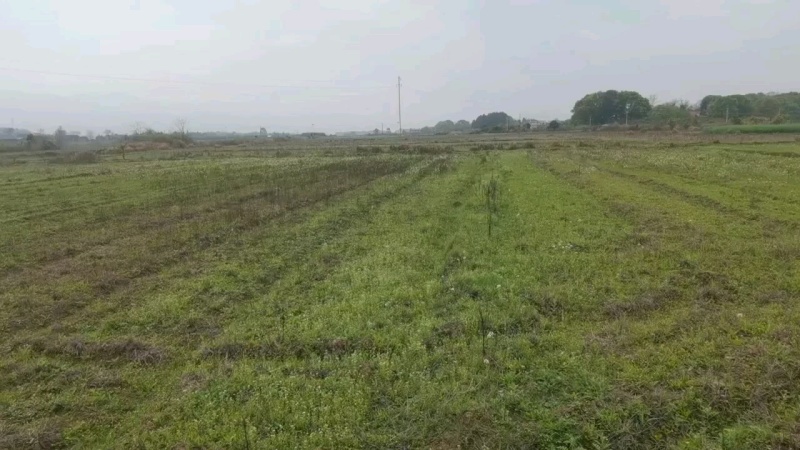 湖南衡阳2000亩农村集体土地旱地出租流转