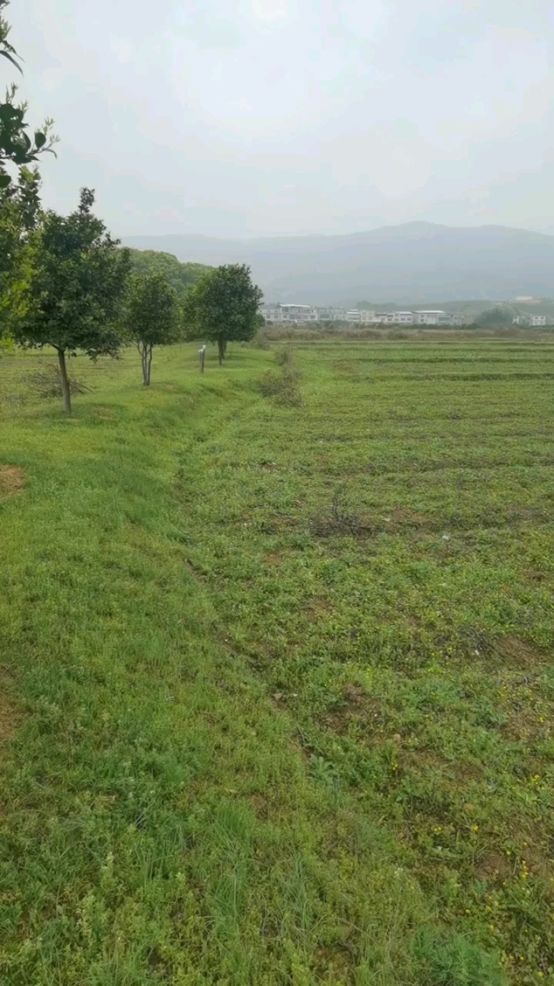 湖南衡阳2000亩农村集体土地旱地出租流转