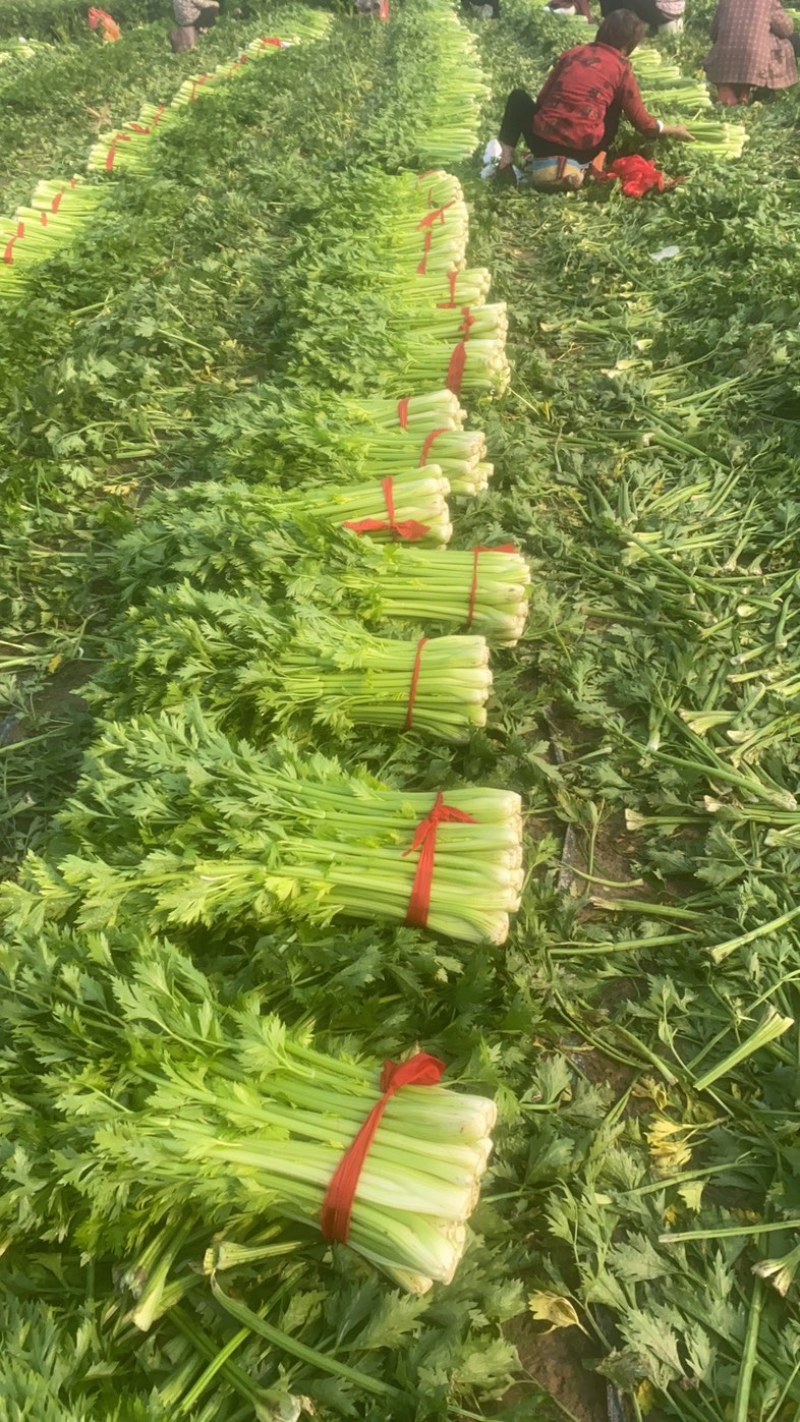 精品芹菜，可视频看货，产地直发全国