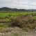 湖南衡阳2000亩农村集体土地旱地出租流转