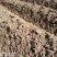 湖南衡阳2000亩农村集体土地旱地出租流转