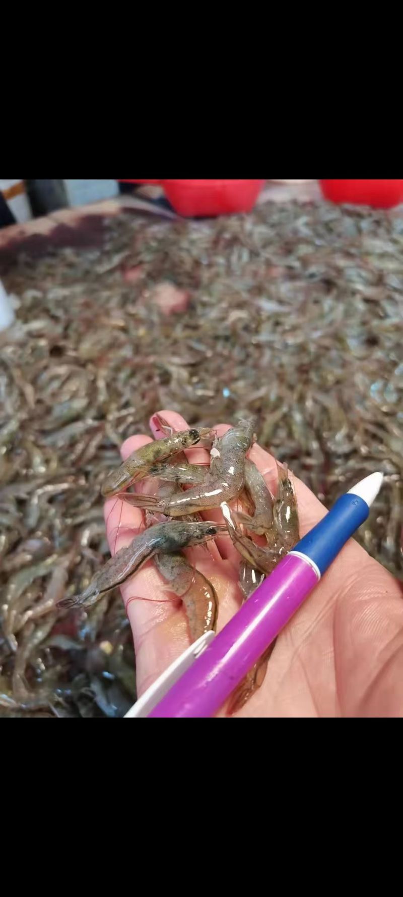 小青虾，价格优惠，质量保证，常年稳定供应货源大量有。