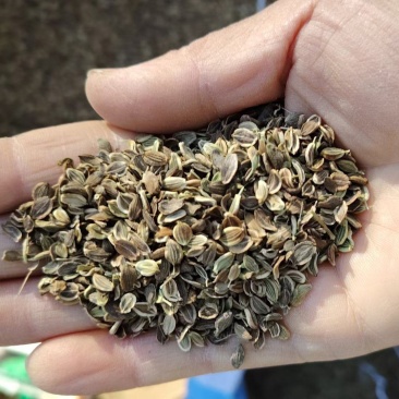 白花前胡，前胡种子，大叶前胡籽，管理简单，易上手，一年生