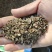 白花前胡，前胡种子，大叶前胡籽，管理简单，易上手，一年生