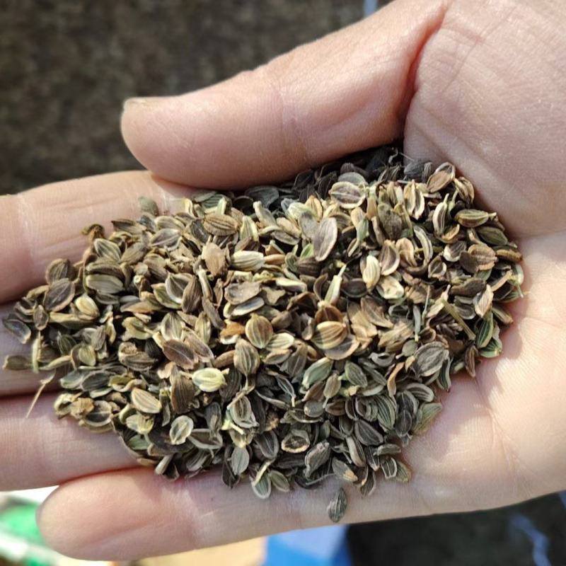 白花前胡，前胡种子，大叶前胡籽，管理简单，易上手，一年生