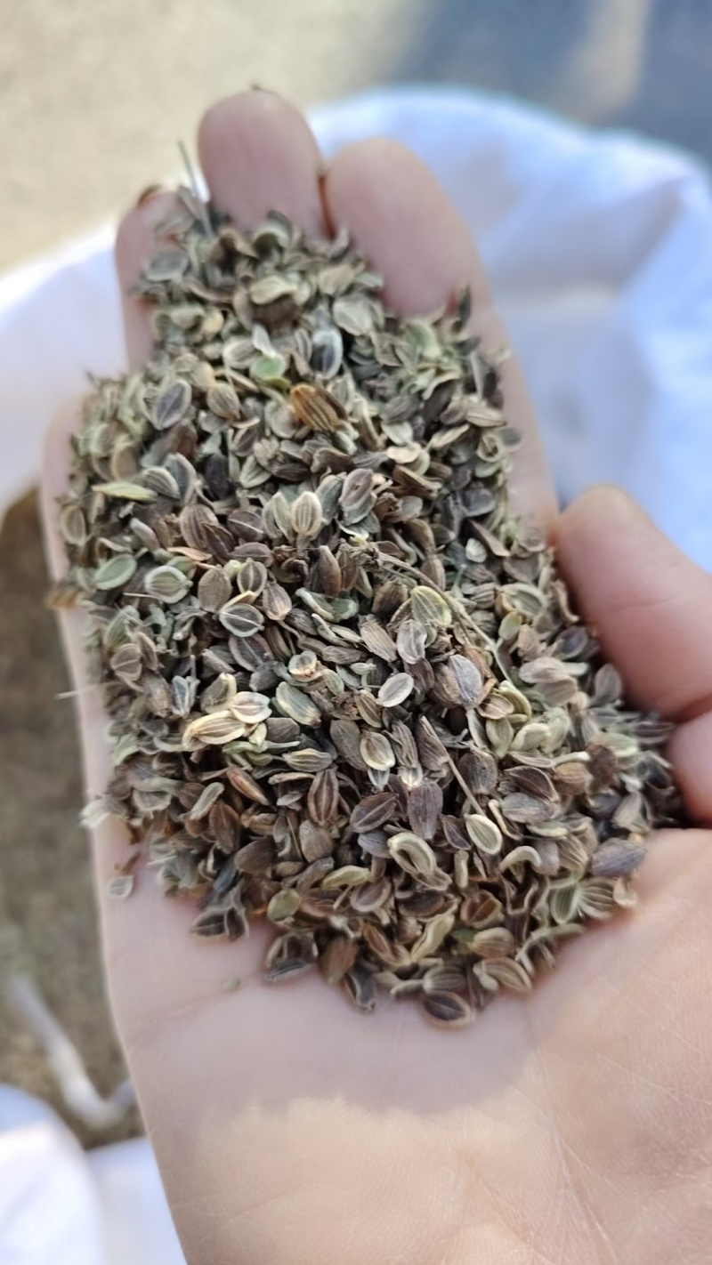 白花前胡，前胡种子，大叶前胡籽，管理简单，易上手，一年生