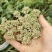 白花前胡，前胡种子，大叶前胡籽，管理简单，易上手，一年生