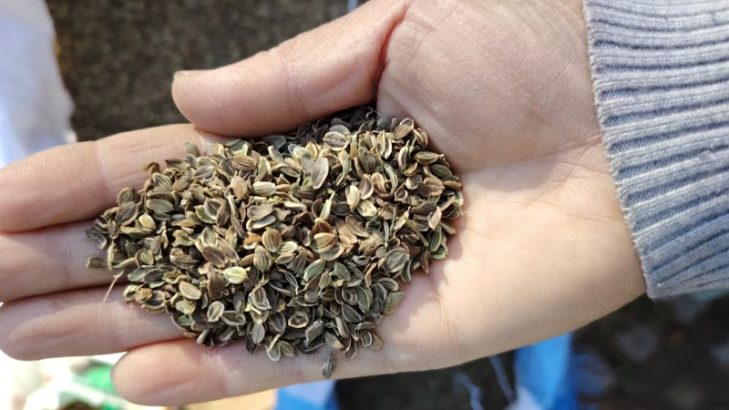 白花前胡，前胡种子，大叶前胡籽，管理简单，易上手，一年生