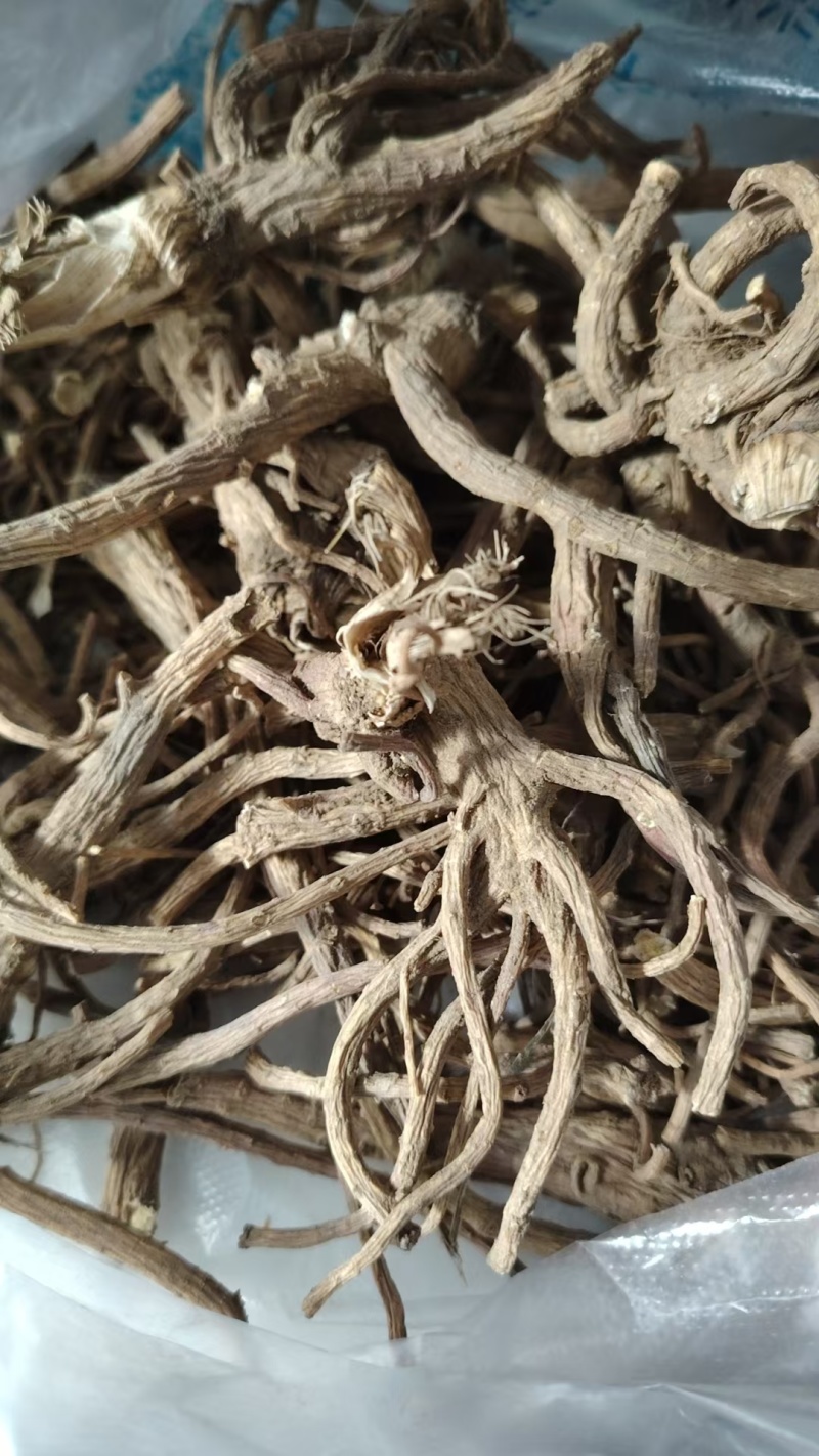 白花前胡，前胡种子，大叶前胡籽，管理简单，易上手，一年生