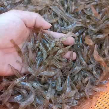 河虾，大量现货，质量保证，常年稳定货源。