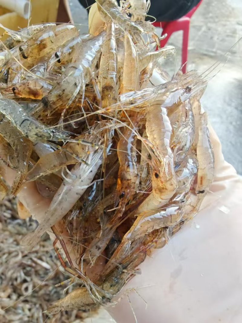 河虾，大量现货，质量保证，常年稳定货源。