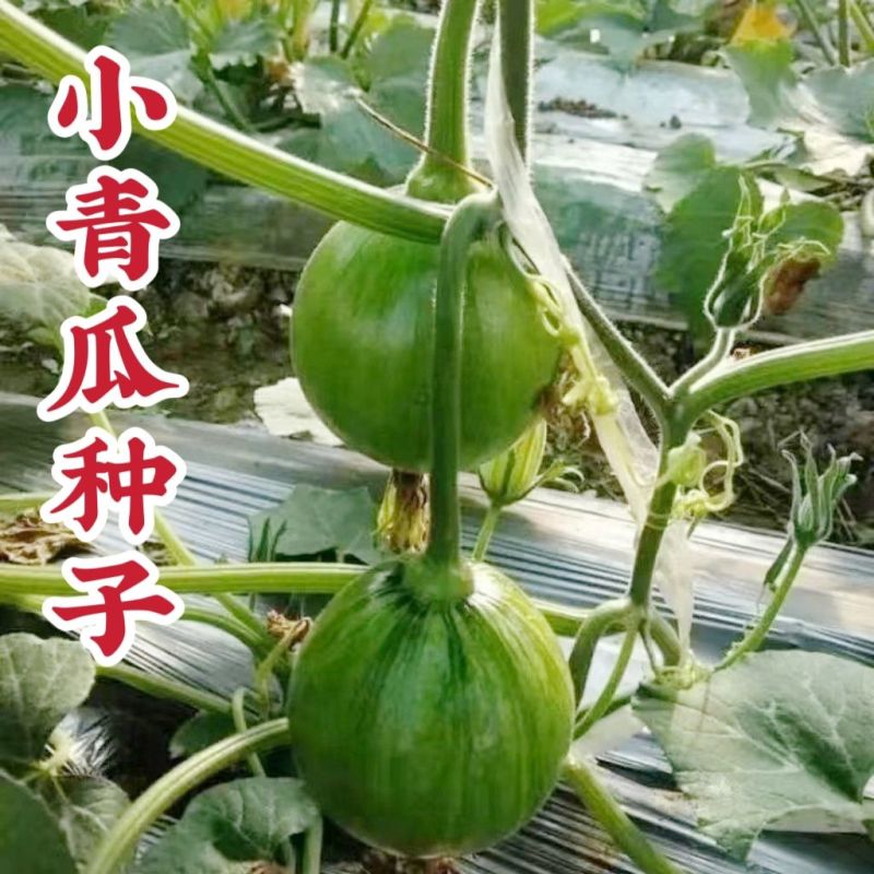 绿宝石小青瓜种子高产早熟鲜食小南瓜嫩南瓜种籽爬藤菜南瓜种