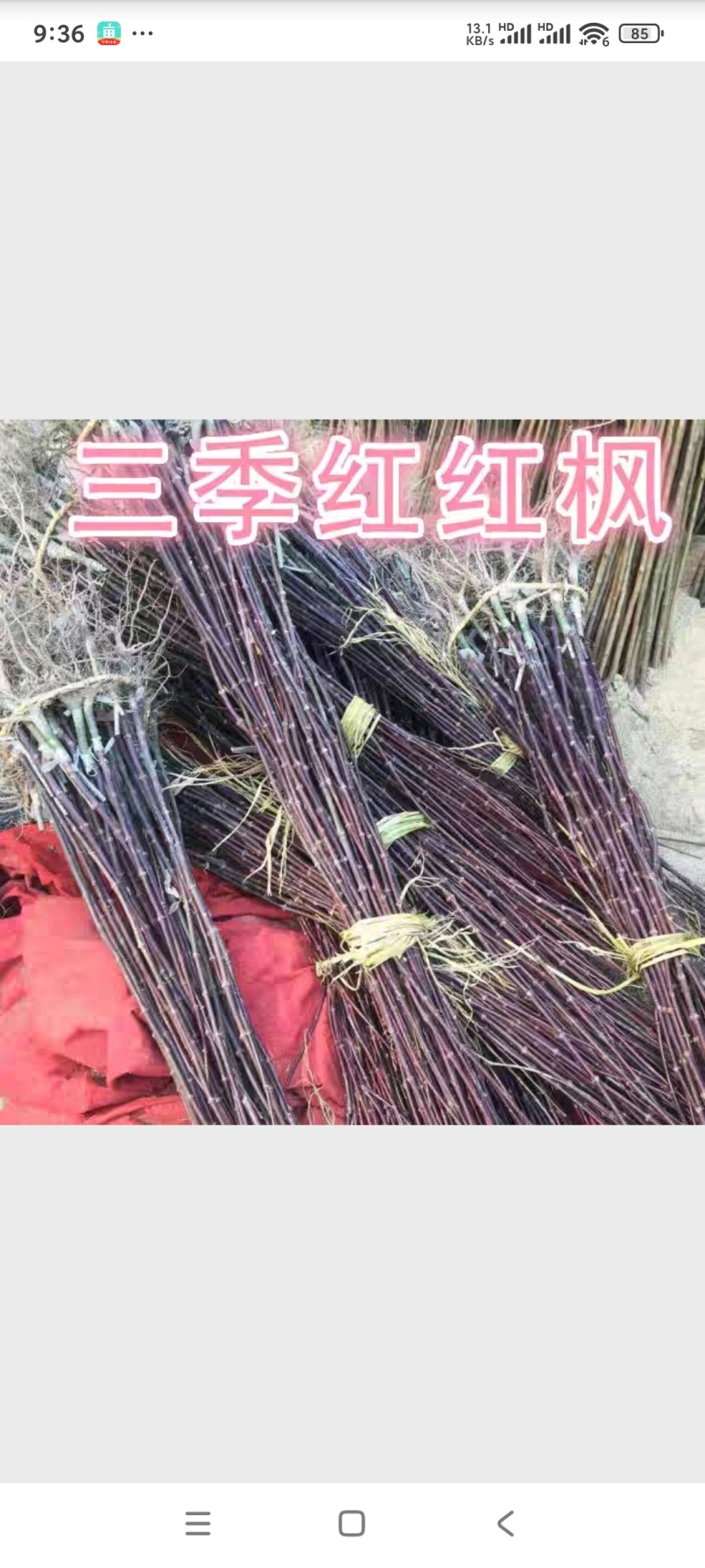 红枫苗中国红日本红枫工程美国红枫庭院别墅观赏树绿化