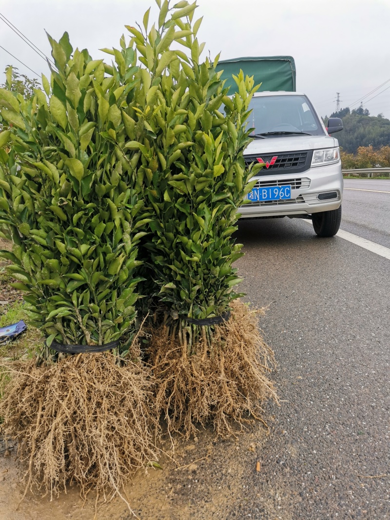 黄金贡柚苗，别名：象山青苗，产量高，欢迎联系看货