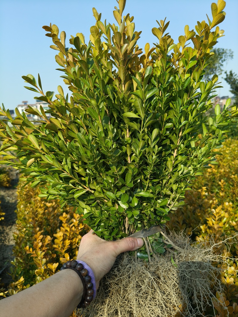 瓜子黄杨色块苗高度:35一40Cm，基地直销，欢迎来订购
