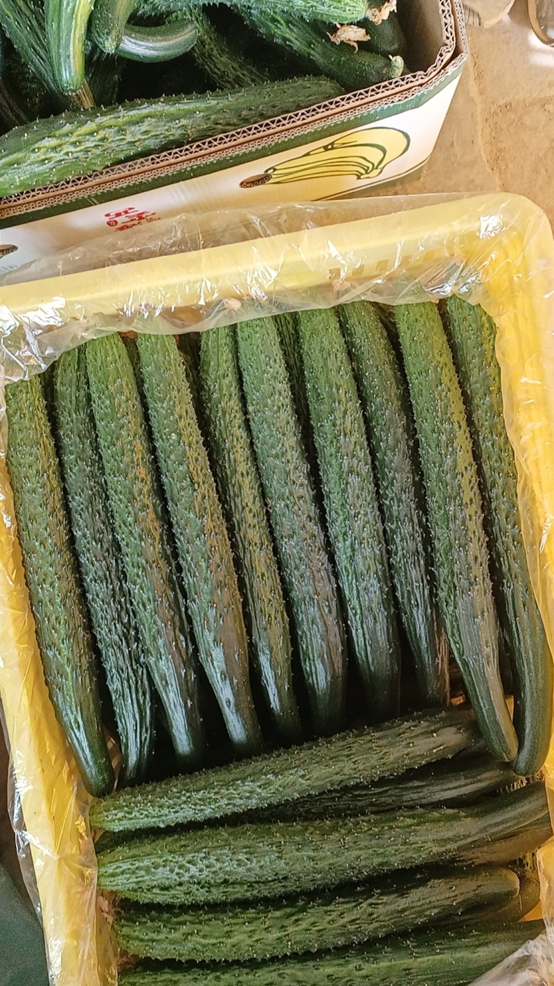 大荔县优质刺黄瓜大量上市中，诚信第一，有需要的老板可以联