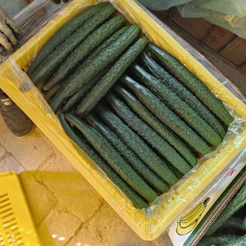 大荔县优质刺黄瓜大量上市中，诚信第一，有需要的老板可以联