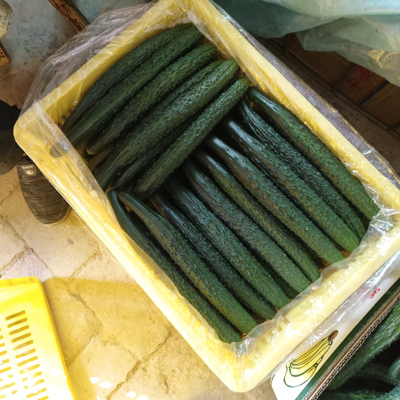 大荔县优质刺黄瓜大量上市中，诚信第一，有需要的老板可以联