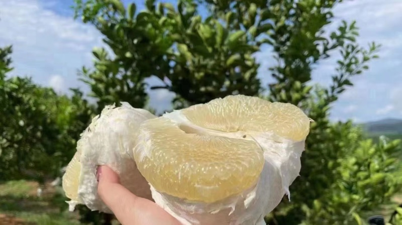冰糖柚子苗/冰糖柚苗/安江柚子苗/雪峰柚苗/麻麻柚子苗