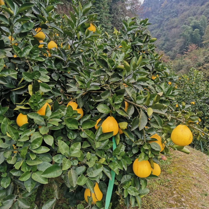 冰糖柚子苗/冰糖柚苗/安江柚子苗/雪峰柚苗/麻麻柚子苗