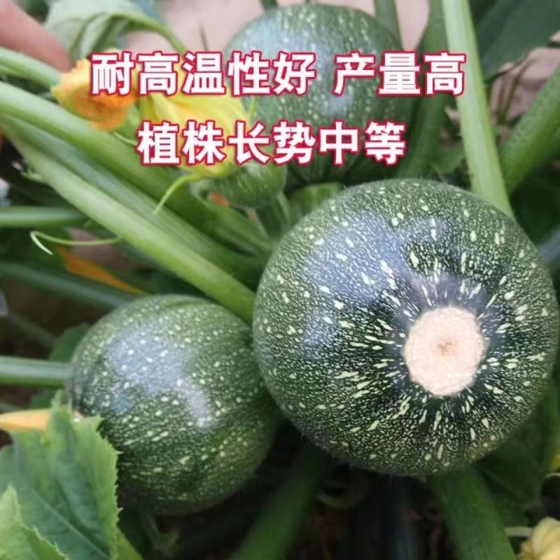 韩秀无蔓小南瓜种子优质早熟高产耐热商品性佳农家春秋播种