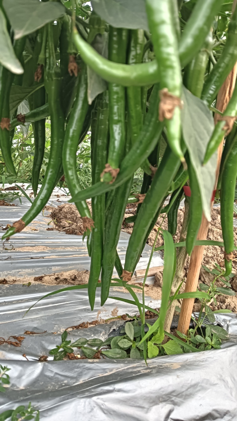 线椒3号产地直发量大价优质量保证对接全国客商欢迎致电