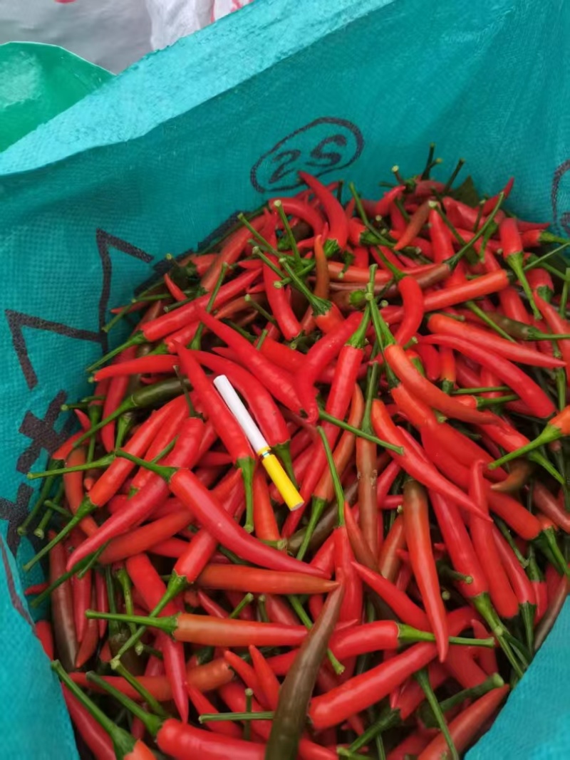 【口碑好货】多年基地种植精品小米椒放心品质可全国发货