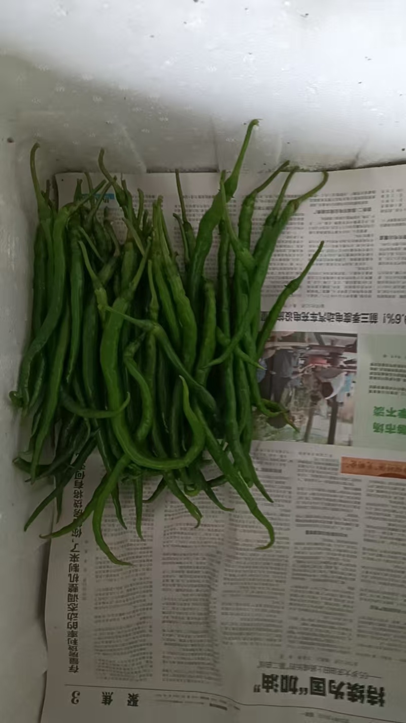 大棚露天鸡肠红，鸡肠青鸡爪辣椒有销售的联系
