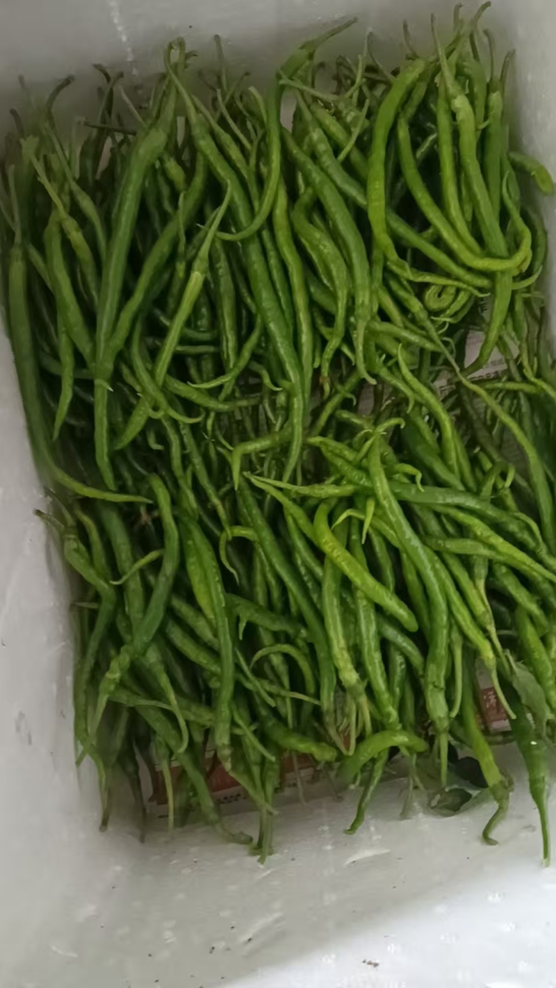 大棚露天鸡肠红，鸡肠青鸡爪辣椒有销售的联系