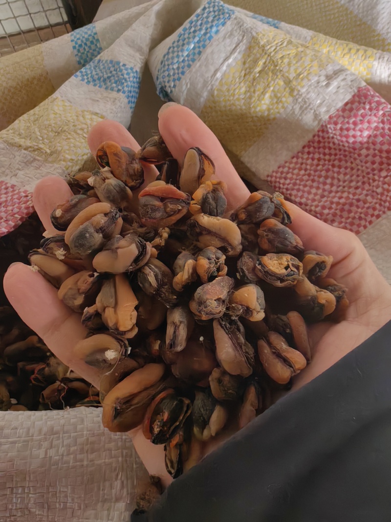 海虹淡菜干各种淡干海虹干大中小品种齐全